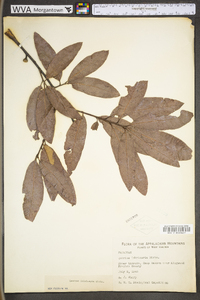 Quercus imbricaria image