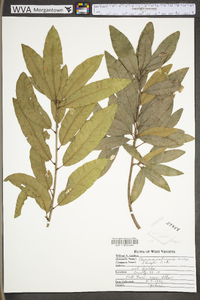 Quercus imbricaria image