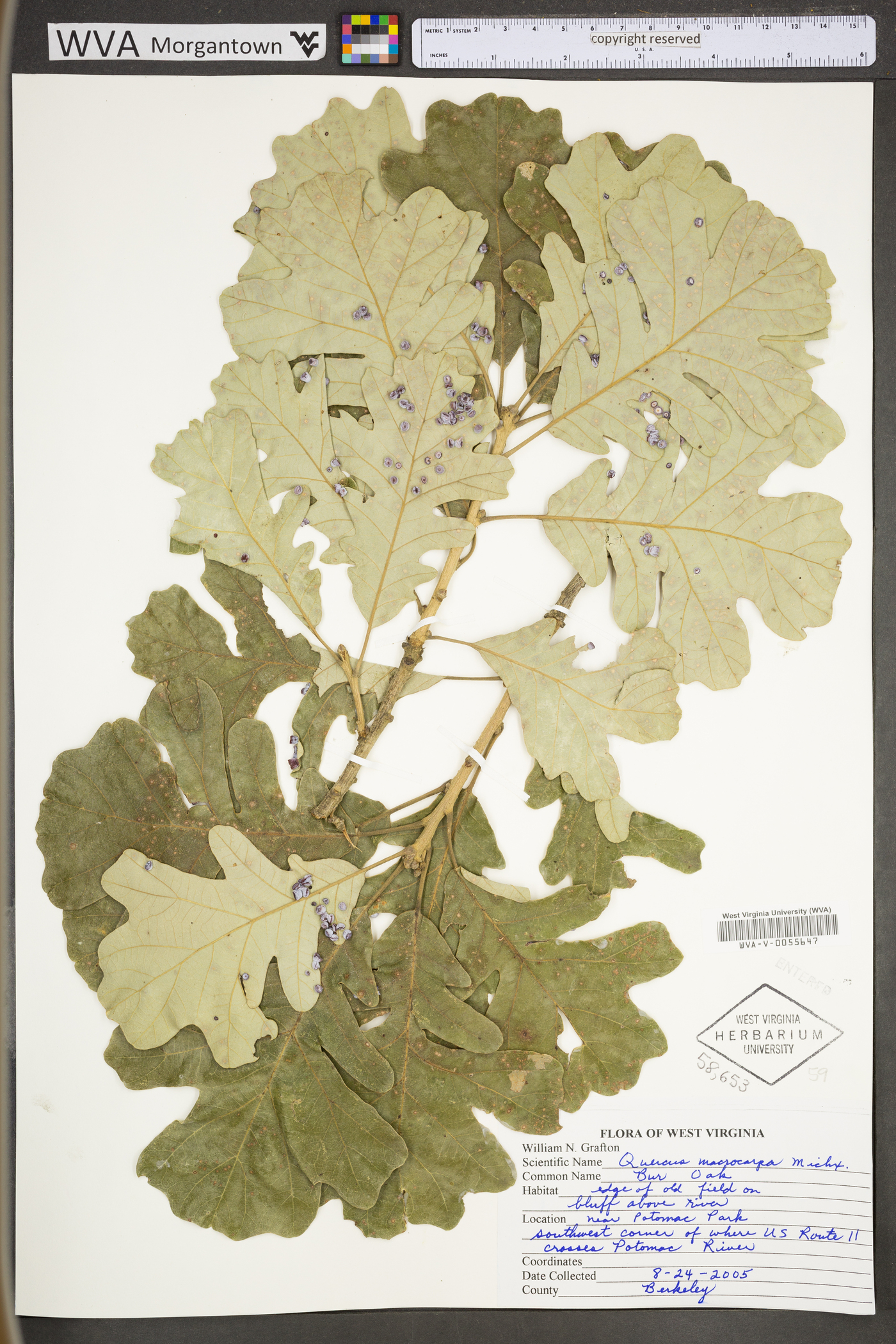 Quercus macrocarpa var. macrocarpa image