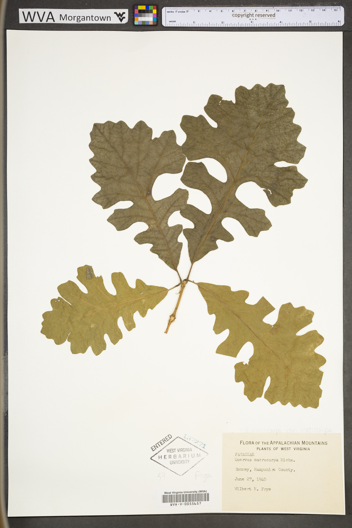 Quercus macrocarpa var. macrocarpa image