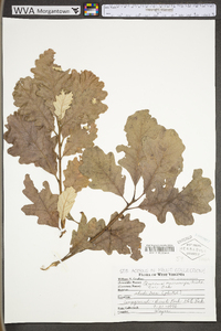 Quercus macrocarpa var. macrocarpa image
