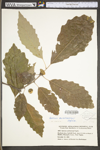 Image Associated With the Occurence
