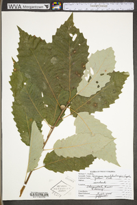 Image Associated With the Occurence