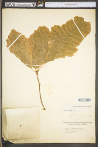 Image Associated With the Occurence