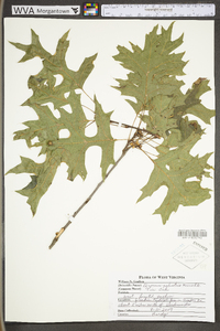 Quercus palustris image