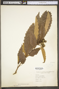 Image Associated With the Occurence