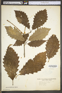 Image Associated With the Occurence