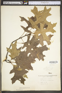 Quercus palustris image