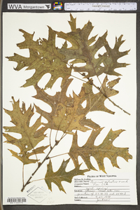 Quercus palustris image