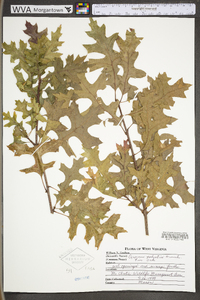 Quercus palustris image