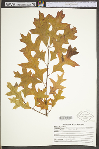 Quercus palustris image