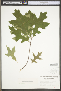 Quercus palustris image