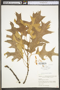 Quercus palustris image
