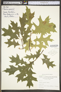 Quercus palustris image