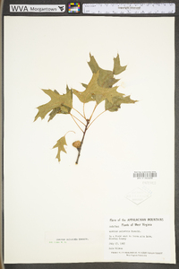 Quercus palustris image