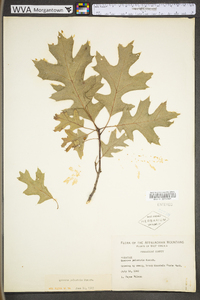 Quercus palustris image