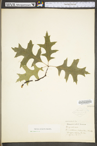 Quercus palustris image