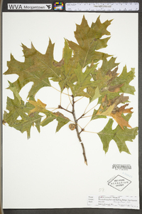 Quercus palustris image