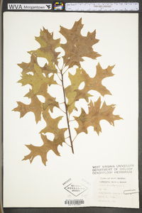 Quercus palustris image