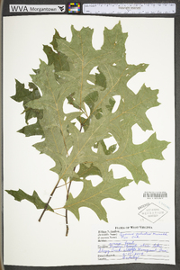 Quercus palustris image