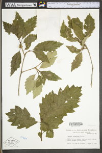 Quercus prinoides image