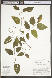 Celtis tenuifolia image