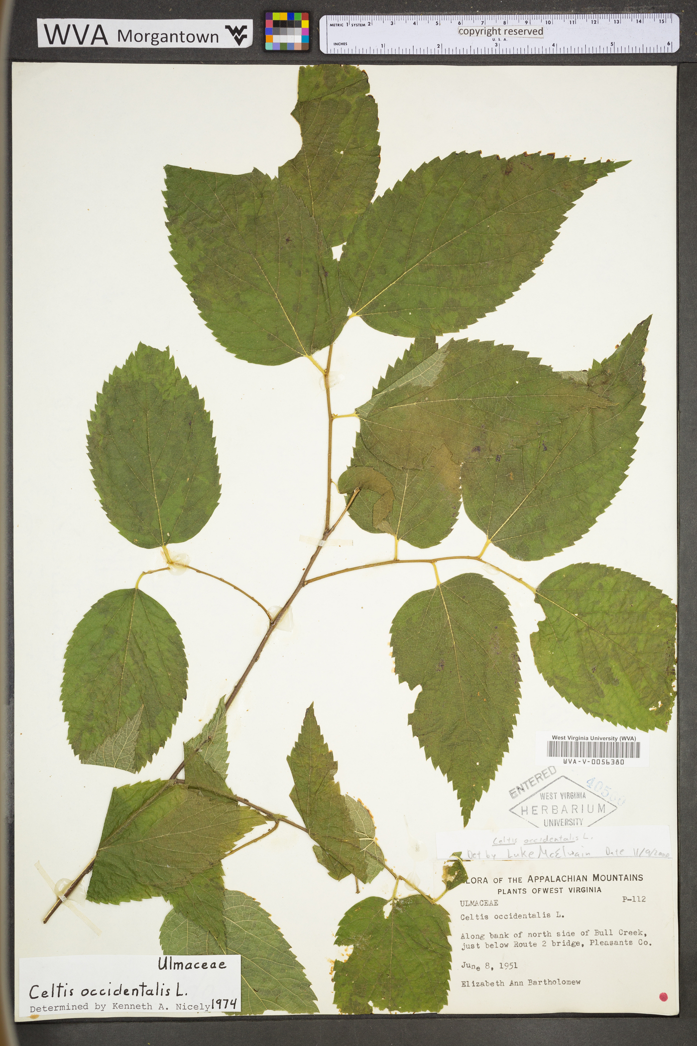 Tilia americana var. americana image