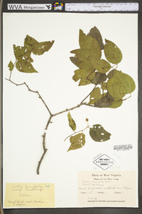 Celtis tenuifolia image