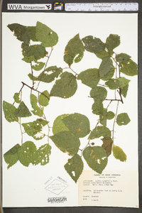 Celtis tenuifolia image