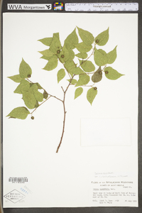 Celtis tenuifolia image