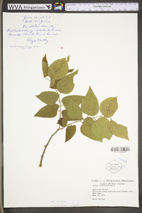 Celtis tenuifolia image