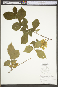 Ulmus procera image