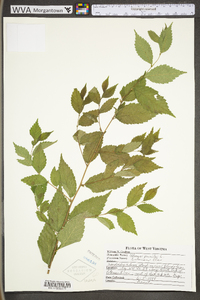 Ulmus pumila image