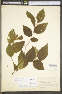 Ulmus thomasii image