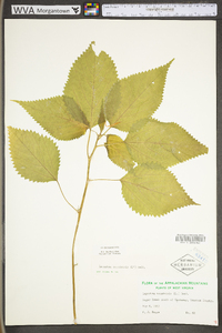 Laportea canadensis image