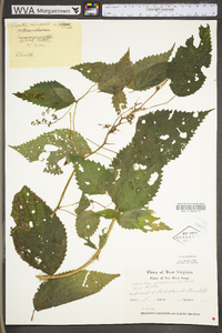 Laportea canadensis image