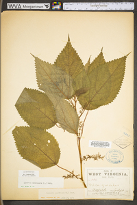 Laportea canadensis image