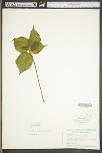 Laportea canadensis image