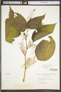 Laportea canadensis image