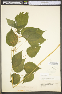 Laportea canadensis image