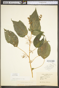 Laportea canadensis image