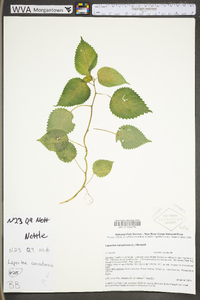 Laportea canadensis image