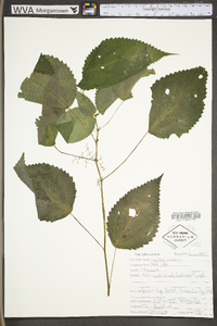 Laportea canadensis image