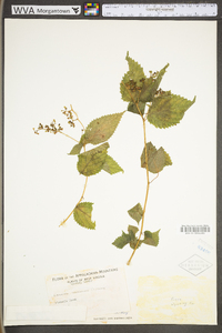 Laportea canadensis image