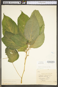 Laportea canadensis image