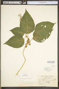 Laportea canadensis image