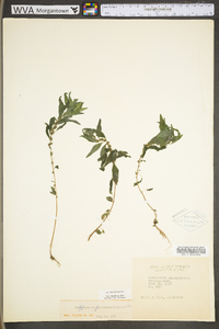 Parietaria pensylvanica image