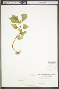 Pilea pumila image