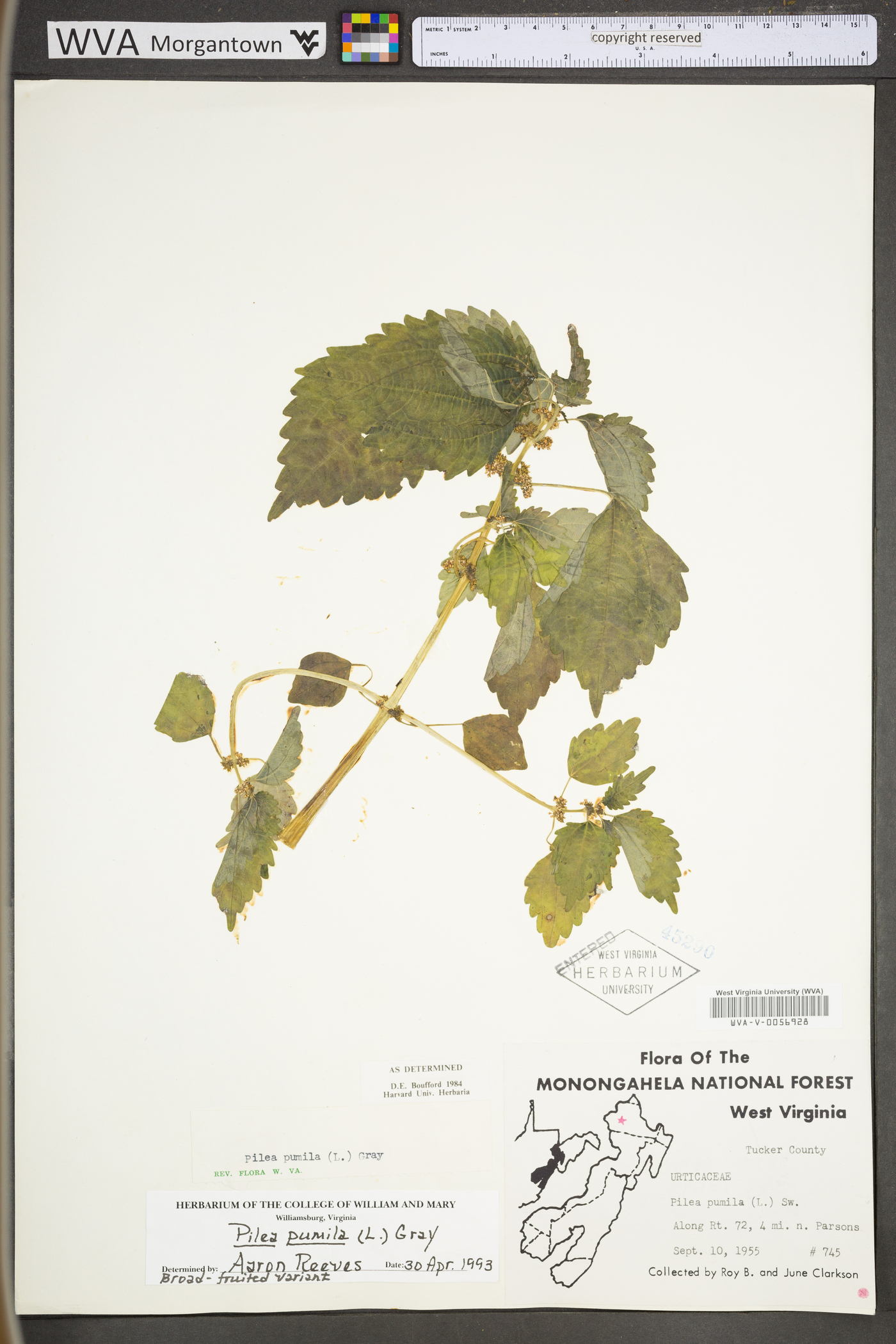Pilea pumila var. pumila image