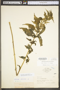 Urtica dioica subsp. dioica image